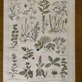 Lithograph medicinal plants (XXV) Chervil Sage Melissa - 1920