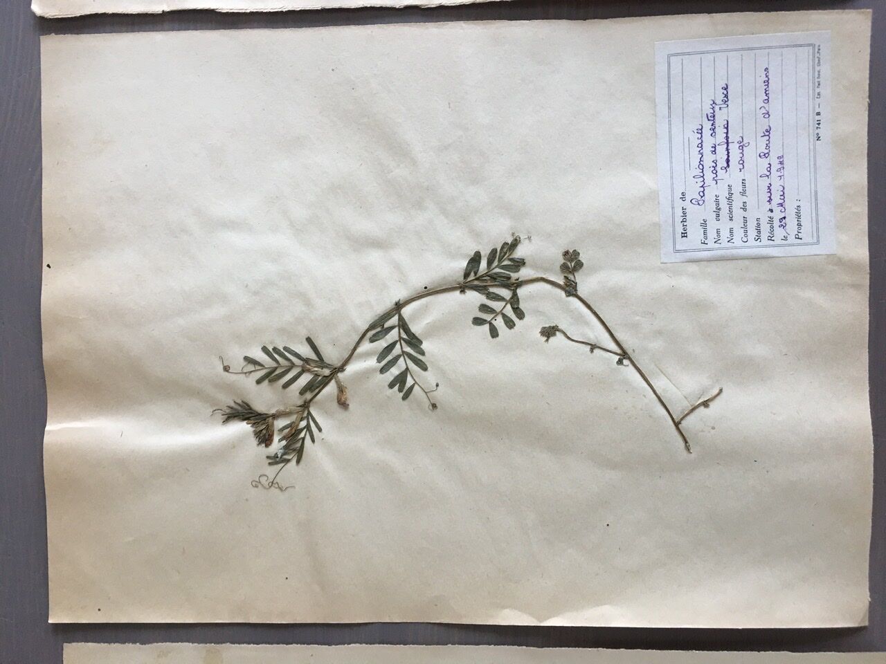 Lot de 3 planches d’herbier