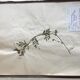 Lot de 3 planches d’herbier