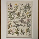 Lithographie sur les plantes vénéneuses de 1921