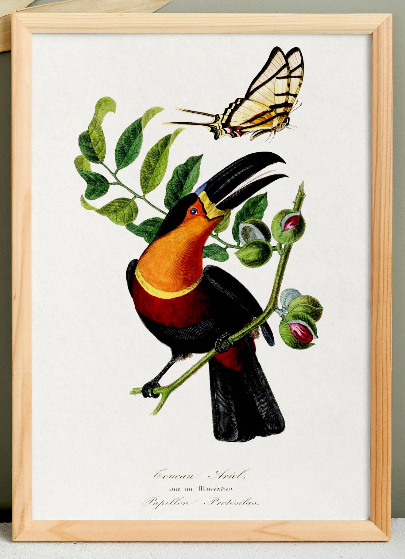 Poster about the toucan, based on an old engraving from 1842.