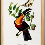 Poster about the toucan, based on an old engraving from 1842.