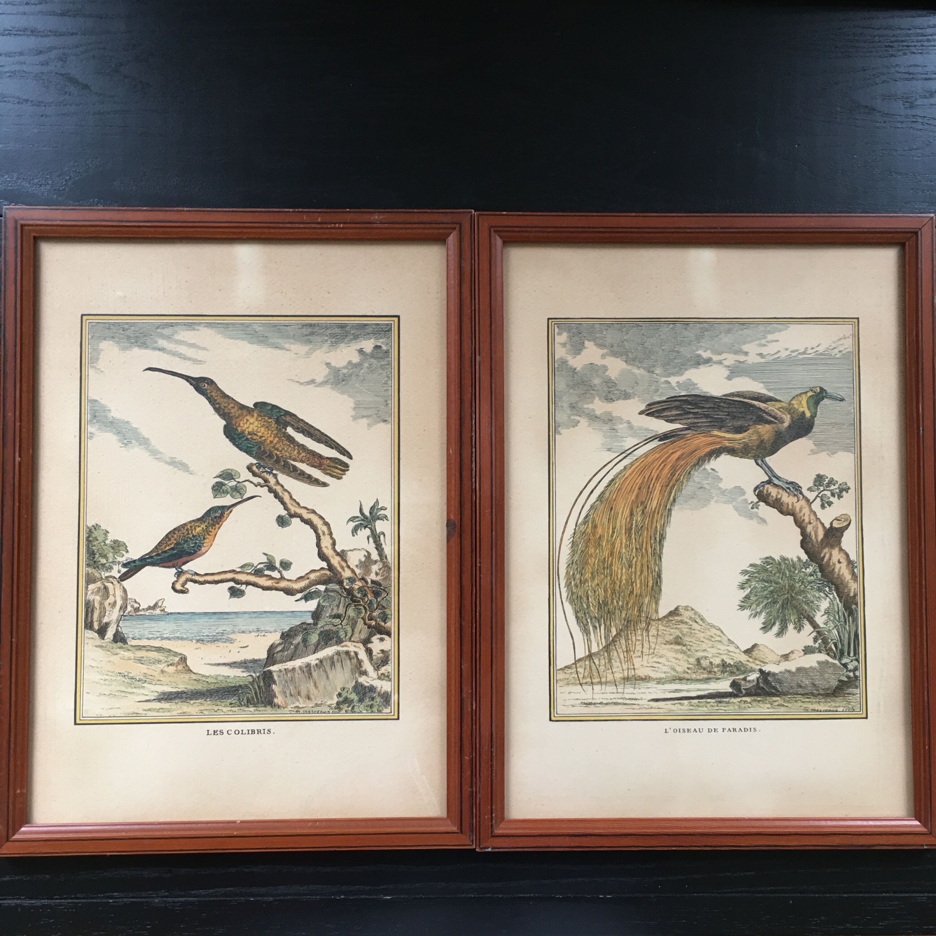 Illustration of hummingbirds.