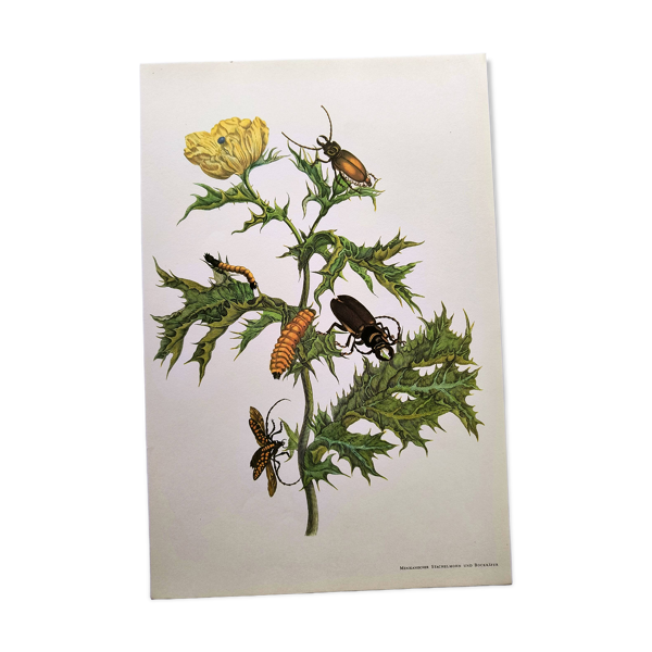 Planche botanique de Merian - Chardon épineux mexicain - ancien et nature — Beyit