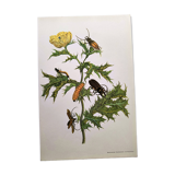 Merian Botanical Plate - Mexican Thorny Thistle - Ancient and Natural