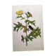 Merian Botanical Plate - Mexican Thorny Thistle - Ancient and Natural