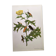 Merian Botanical Plate - Mexican Thorny Thistle - Ancient and Natural