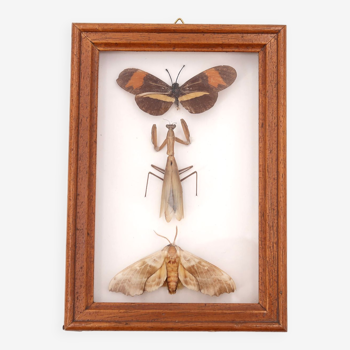 Showcase containing butterflies and insects stuffed, 70s