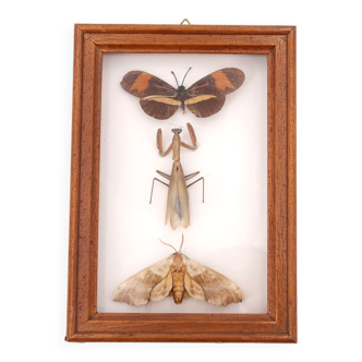 Showcase containing butterflies and insects stuffed, 70s