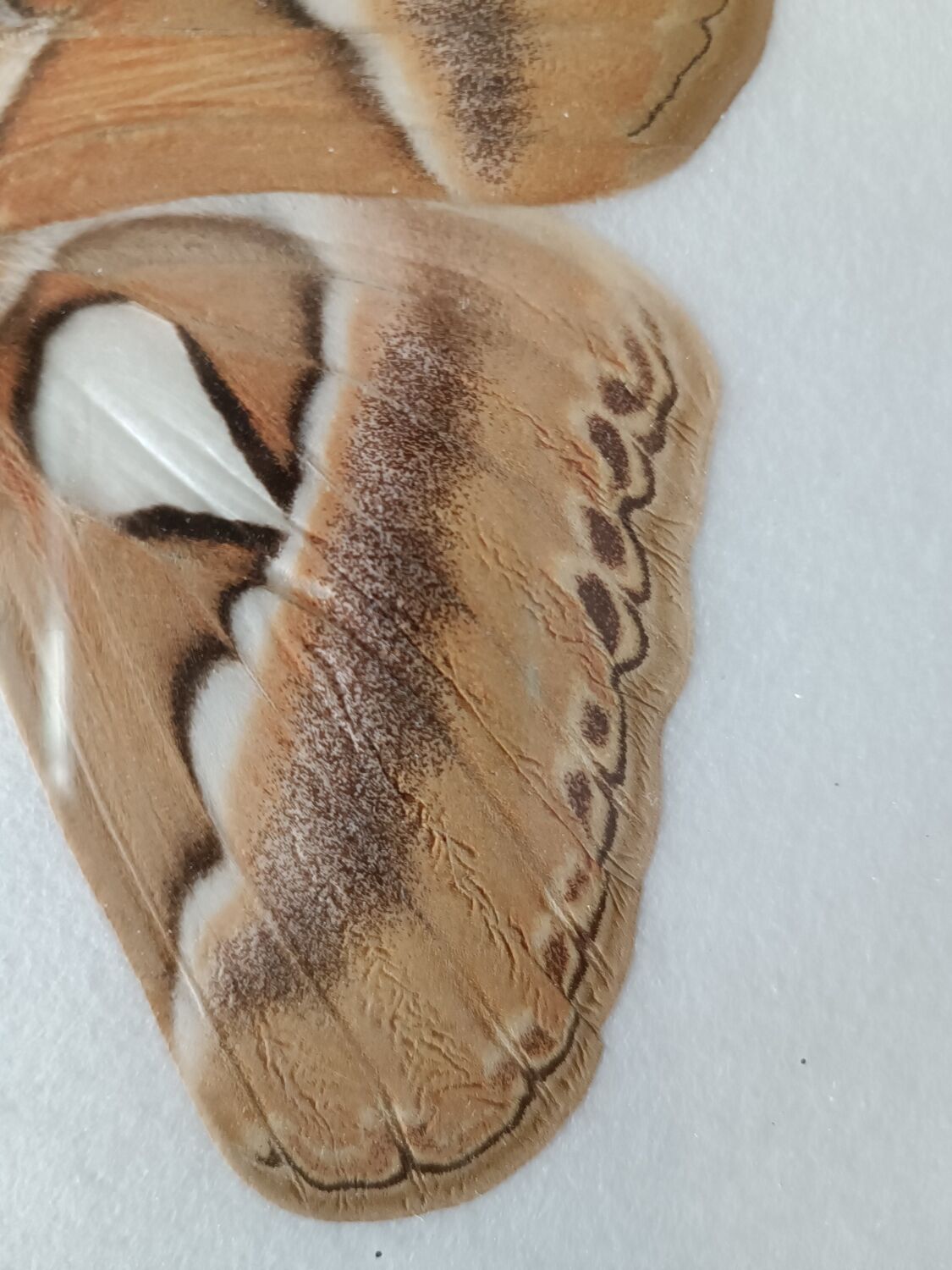 Attacus atlas