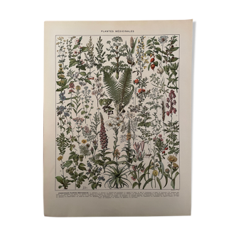 Lithograph engraving on medicinal plants from 1928 (absinthe)