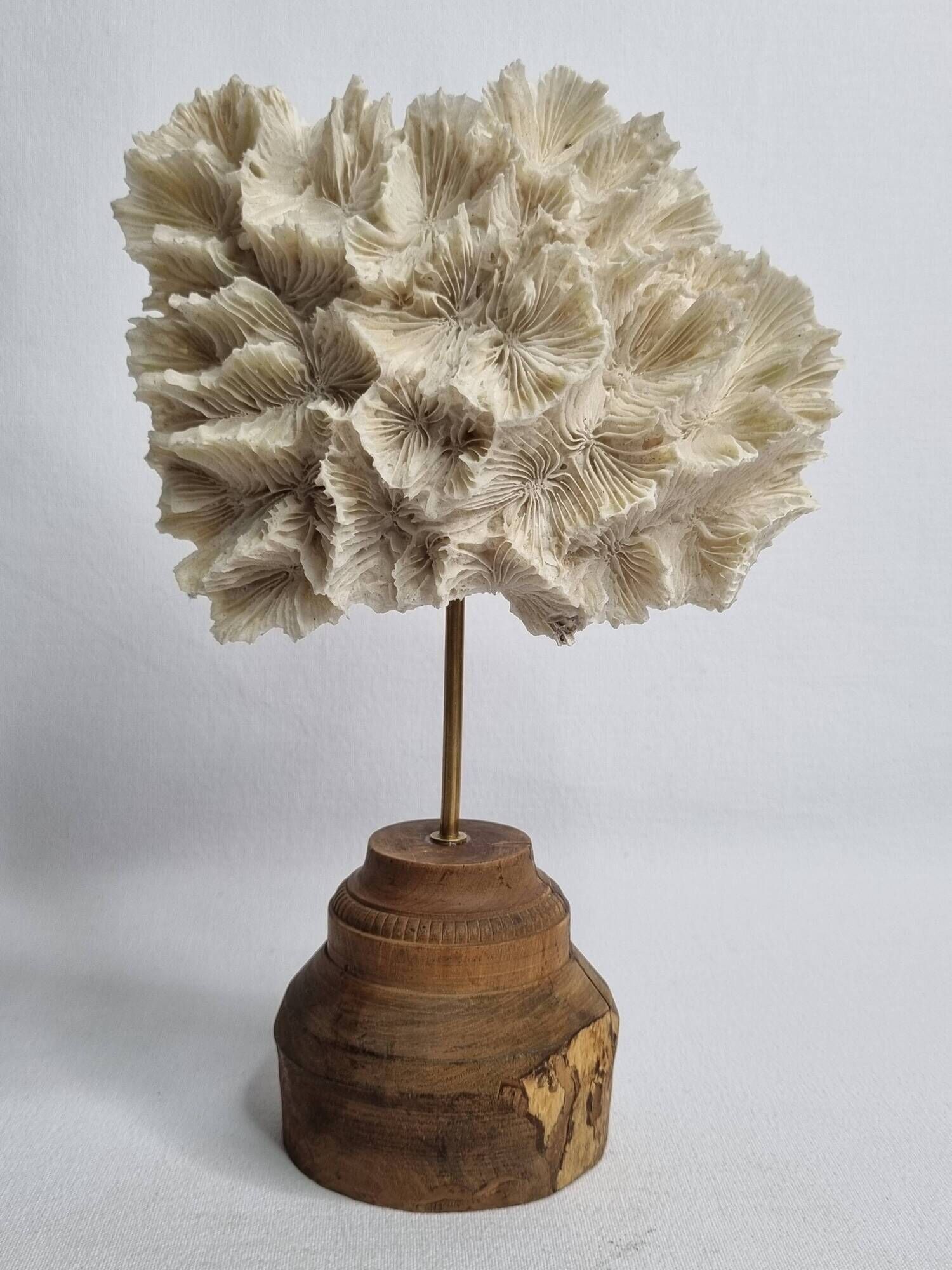 Antique white coral mounted on a turned wooden base – Height 22 cm