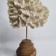 Antique white coral mounted on a turned wooden base – Height 22 cm