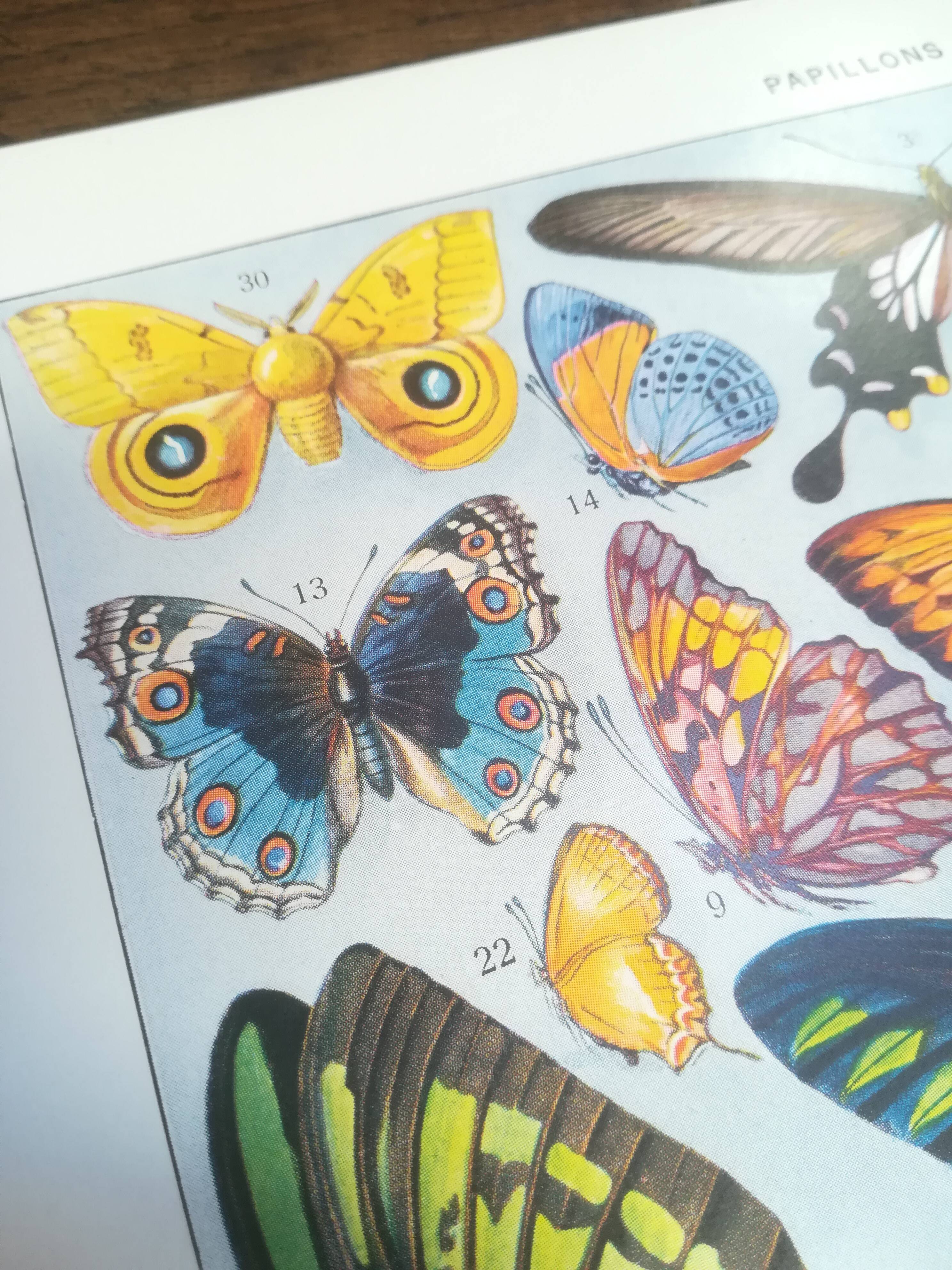 Lithographie sur les papillons de 1928 "exotiques"