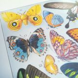 Lithograph on "exotic" butterflies of 1928