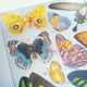 Lithographie sur les papillons de 1928 "exotiques"