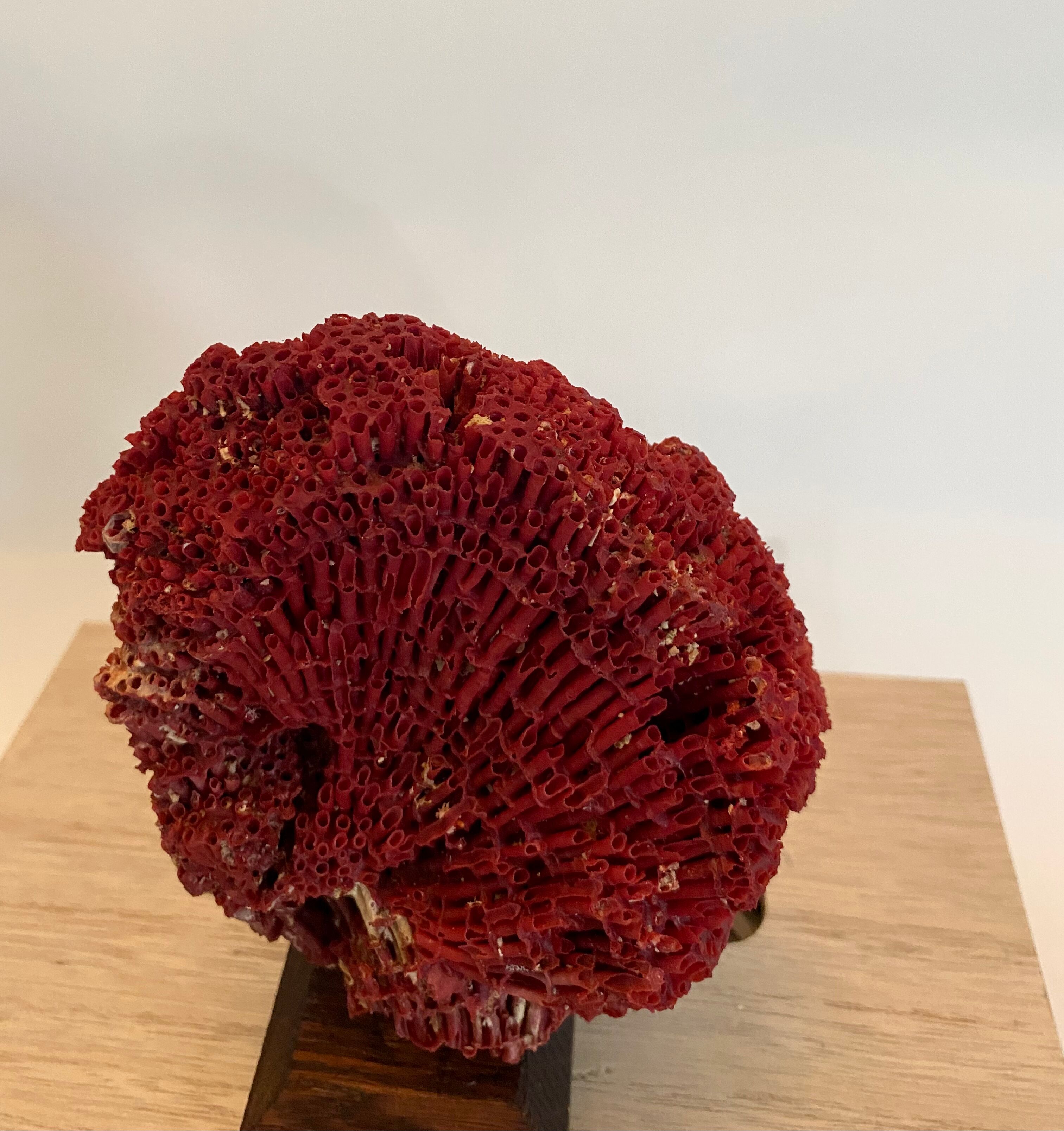 Red coral Tubipora, cabinet of curiosities