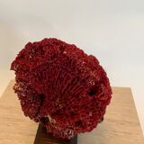 Red coral Tubipora, cabinet of curiosities