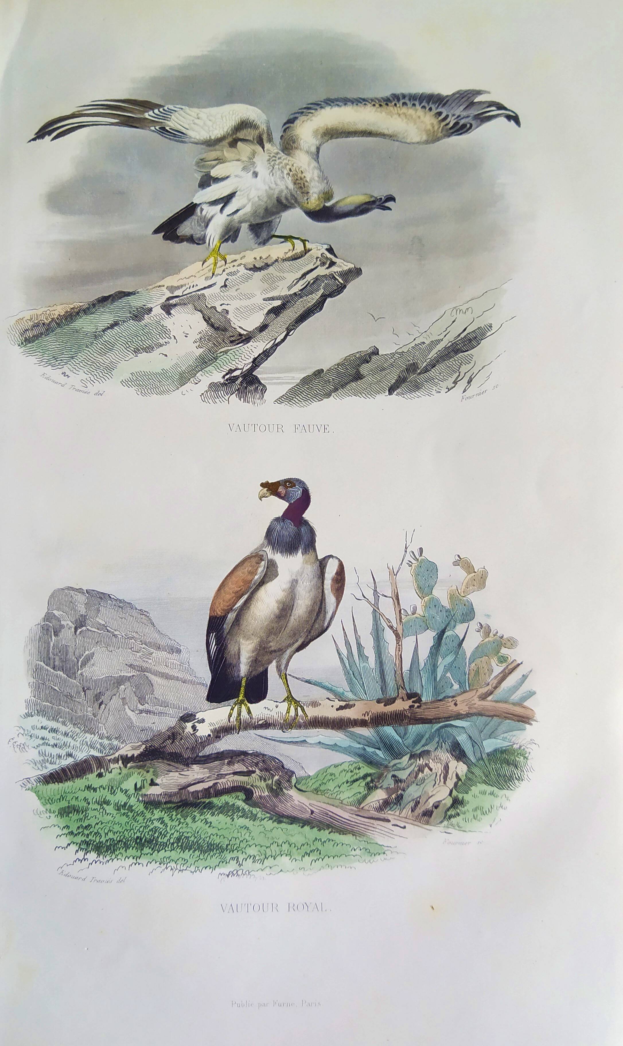 Ornithological Plate Buffon 1840 "Griffon Vulture & Royal Vulture"