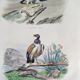 Ornithological Plate Buffon 1840 "Griffon Vulture & Royal Vulture"