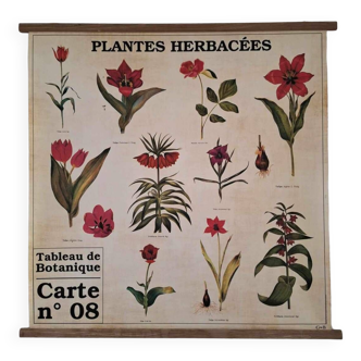 Large vintage school poster herbaceous plants, kakemono herbarium G&B