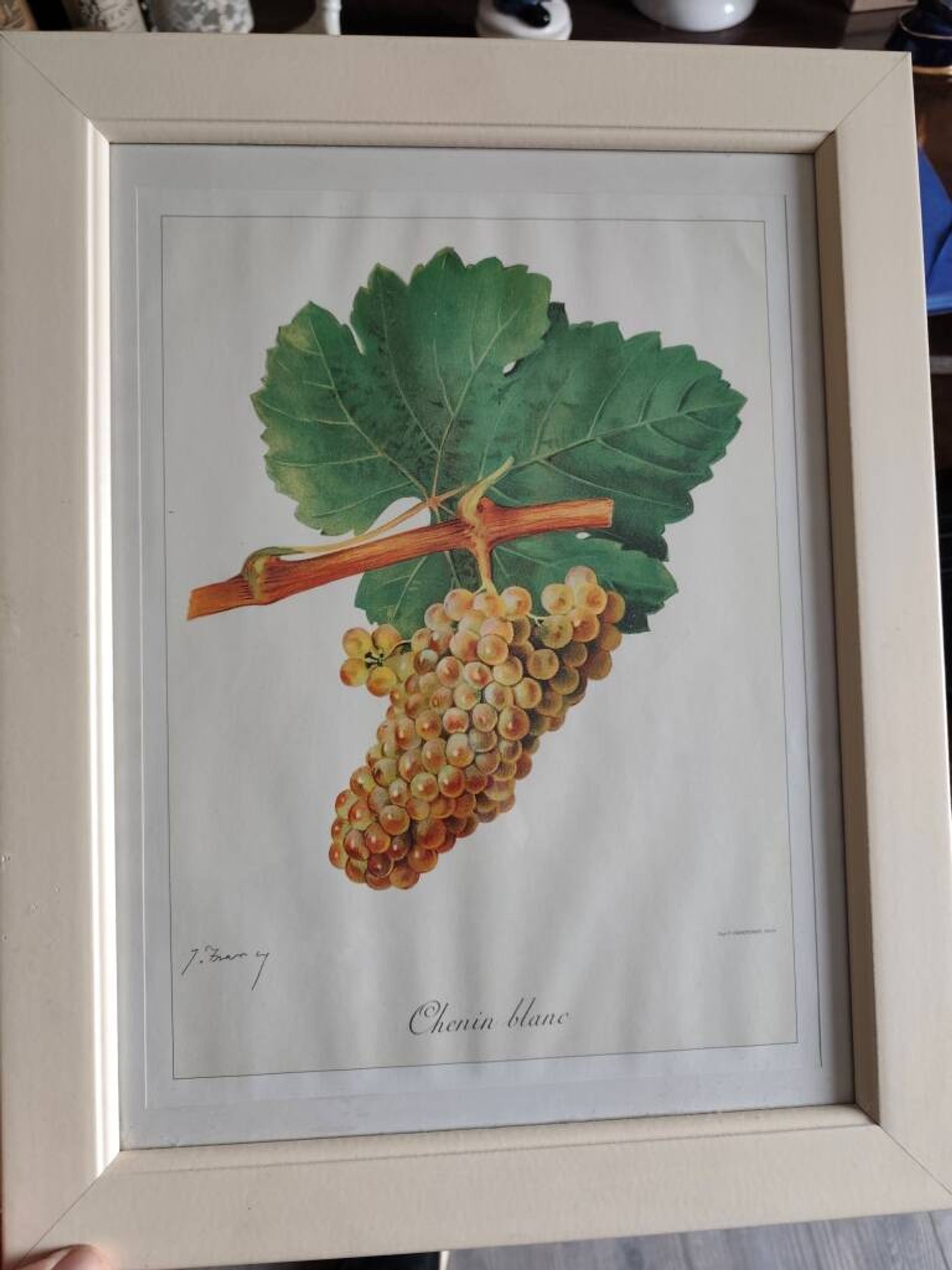 Framed reproduction lithograph of the ampelography treaty by Viala 1901.