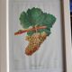 Framed reproduction lithograph of the ampelography treaty by Viala 1901.