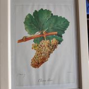 Framed reproduction lithograph of the ampelography treaty by Viala 1901.