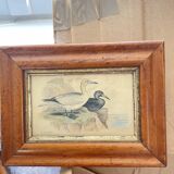 Bird lithographs
