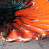 Empty pocket scallop, Vallauris