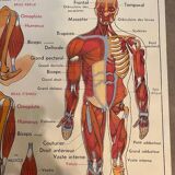Old educational school poster the human body and muscles table n°1
