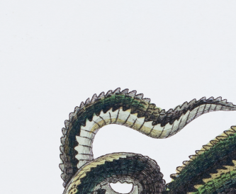 Lithography engraving vintage fantastic animals - Buffon 1835