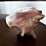 Shell conch