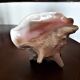 Coquillage conque