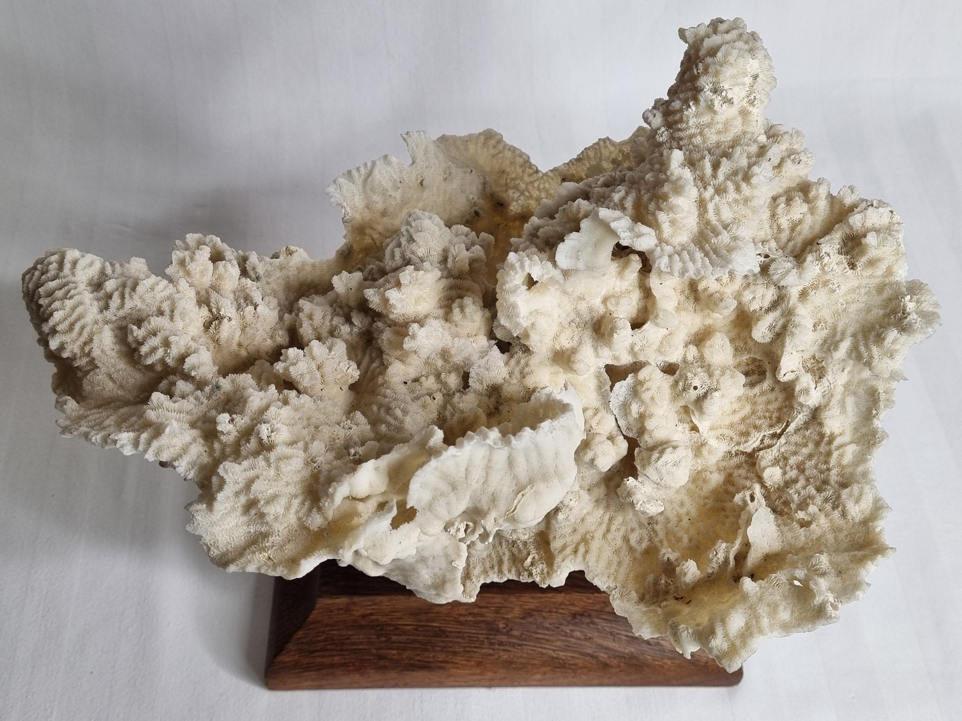 Old whole white coral on solid wood support, 34 cm