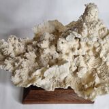 Ancien corail blanc entier sur support en bois massif, 34 cm