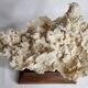 Ancien corail blanc entier sur support en bois massif, 34 cm