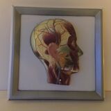 Vintagev skinned head