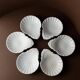 6 vintage ceramic bowls in the shape of a shell - Del Vivo Firenze Italy 1970s