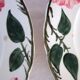 6 assiettes plates Villeroy & Boch "Wild rose", 1970