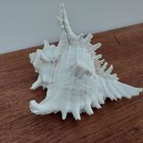 Giant natural decorative shell