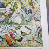 Lithograph on birds from 1928 "falcon"