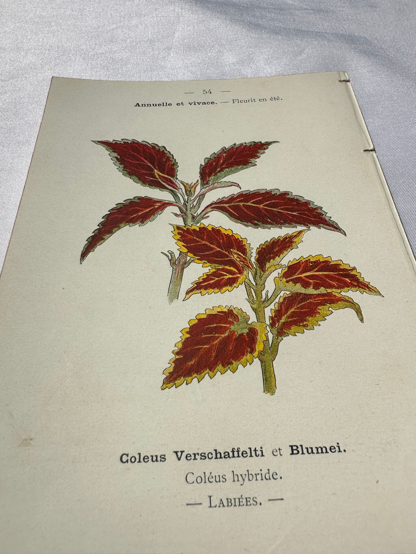 🌿 Botanical Plate Old Naturalist Engraving 19th Century Double-Sided