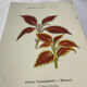🌿 Botanical Plate Old Naturalist Engraving 19th Century Double-Sided