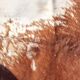 Cowhide