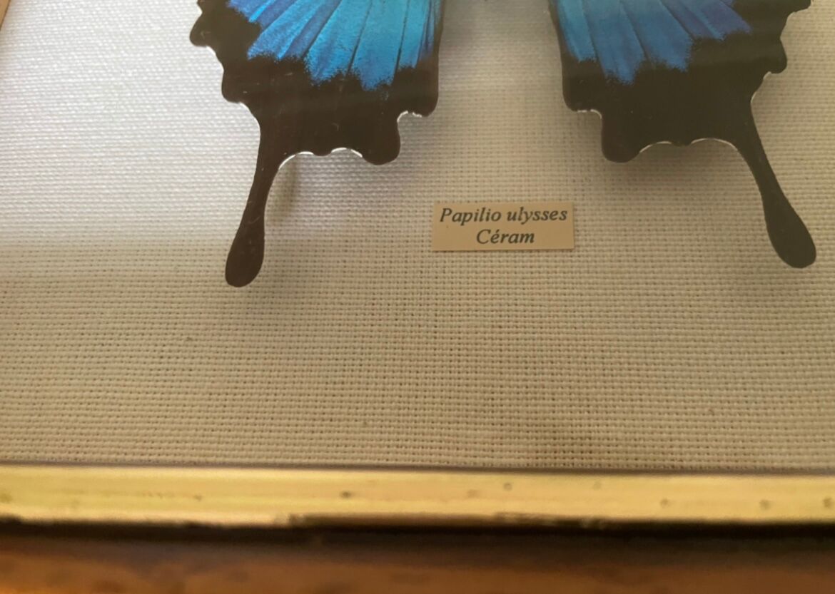 Naturalized butterfly frame