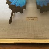 Naturalized butterfly frame
