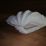 Giant clam shell