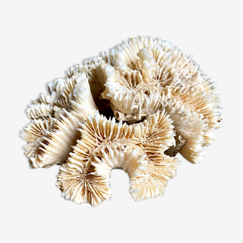 Corail beige Lobophyllia corymbosa