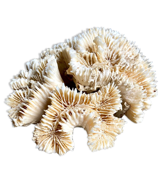 Beige coral Lobophyllia corymbosa